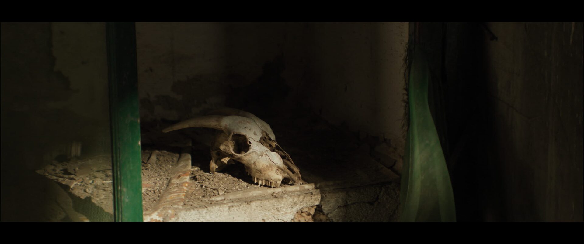 Animal skull in a display case